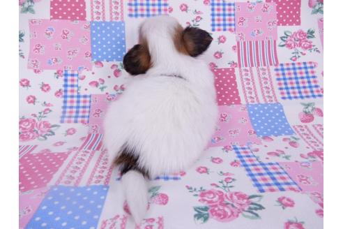 成約済の千葉県のパピヨン-113693の4枚目