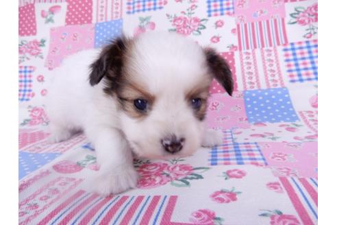 成約済の千葉県のパピヨン-113693の3枚目