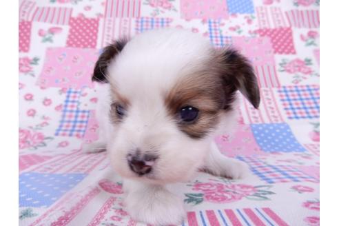 成約済の千葉県のパピヨン-113693の2枚目