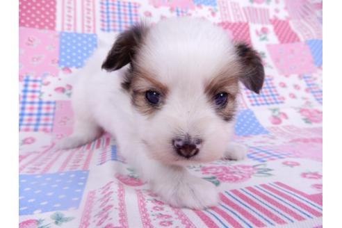 成約済の千葉県のパピヨン-113693の1枚目