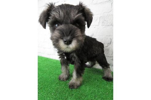 成約済の大阪府のミニチュアシュナウザー-113692