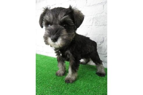 成約済の大阪府のミニチュアシュナウザー-113692の6枚目