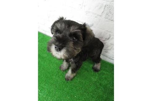 成約済の大阪府のミニチュアシュナウザー-113692の5枚目