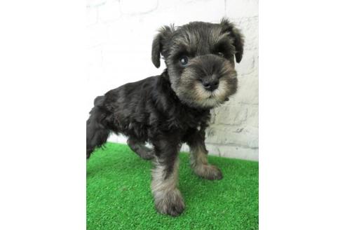 成約済の大阪府のミニチュアシュナウザー-113692の4枚目