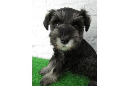 成約済の大阪府のミニチュアシュナウザー-113692の3枚目