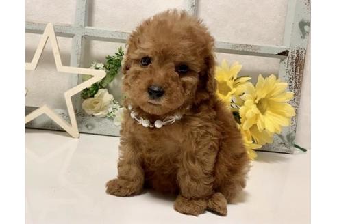 成約済の大阪府のトイプードル-113694の3枚目