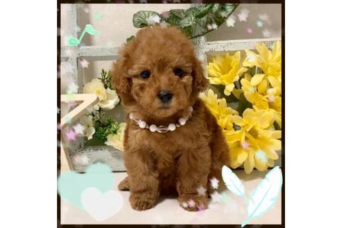 成約済の大阪府のトイプードル-113694の2枚目