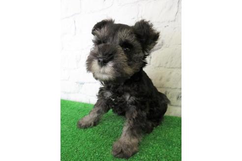 成約済の大阪府のミニチュアシュナウザー-113697