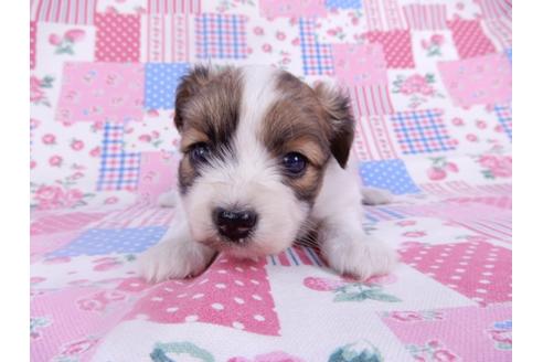 成約済の千葉県のパピヨン-113696の1枚目