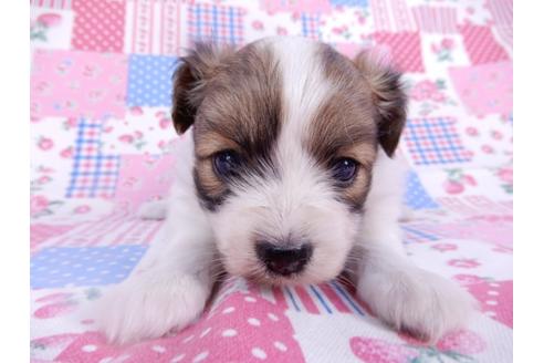 成約済の千葉県のパピヨン-113696の4枚目