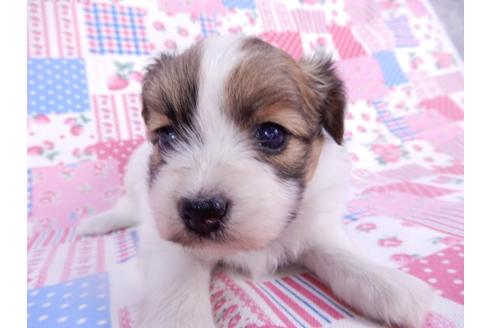 成約済の千葉県のパピヨン-113696の3枚目