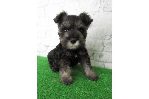 成約済の大阪府のミニチュアシュナウザー-113697の6枚目