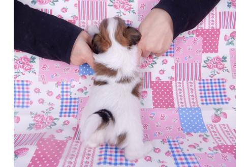 成約済の千葉県のパピヨン-113696の2枚目