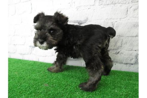 成約済の大阪府のミニチュアシュナウザー-113697の5枚目