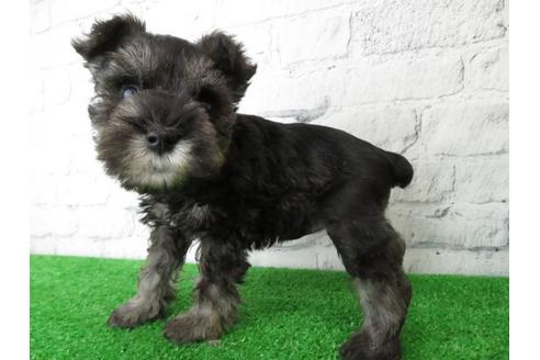 成約済の大阪府のミニチュアシュナウザー-113697の4枚目