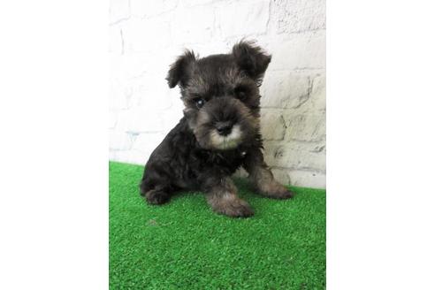 成約済の大阪府のミニチュアシュナウザー-113697の3枚目