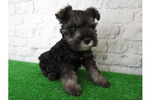 成約済の大阪府のミニチュアシュナウザー-113697の2枚目