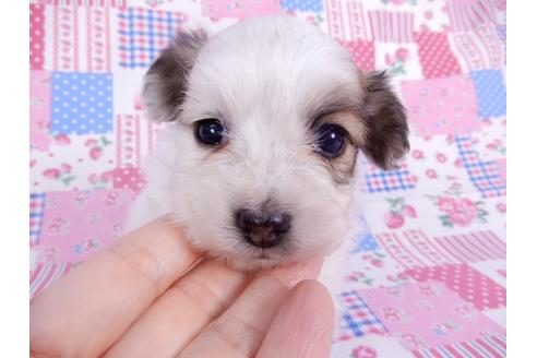 成約済の千葉県のパピヨン-113701の1枚目