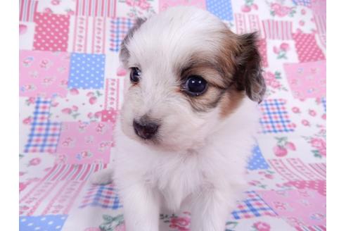 成約済の千葉県のパピヨン-113701の4枚目