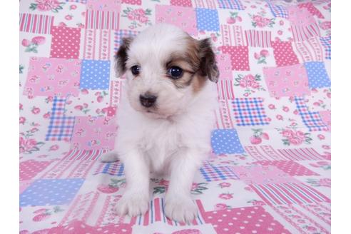 成約済の千葉県のパピヨン-113701の3枚目