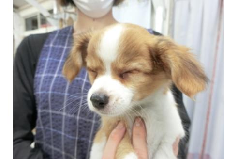 成約済の千葉県のパピヨン-109756の2枚目