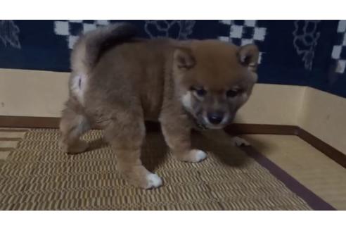 成約済の佐賀県の豆柴-113705
