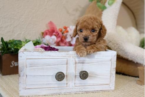 成約済の滋賀県のトイプードル-113706の1枚目