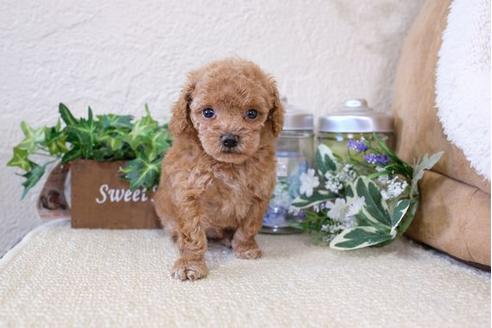 成約済の滋賀県のトイプードル-113706の2枚目