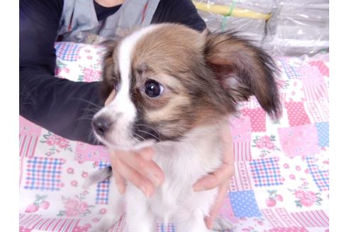 成約済の千葉県のパピヨン-113707の4枚目