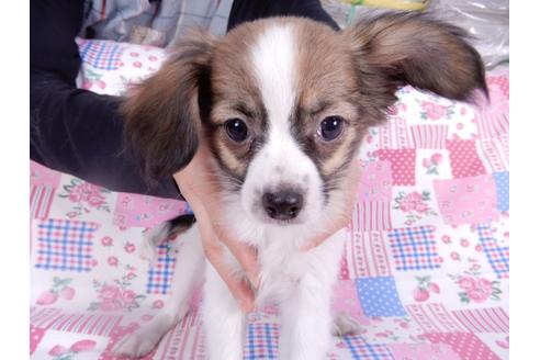 成約済の千葉県のパピヨン-113707の1枚目