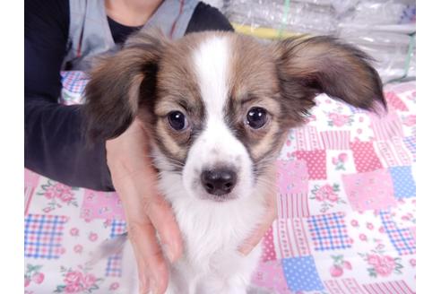 成約済の千葉県のパピヨン-113707の3枚目