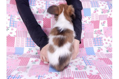 成約済の千葉県のパピヨン-113707の2枚目