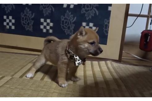 成約済の佐賀県の豆柴-113712の2枚目
