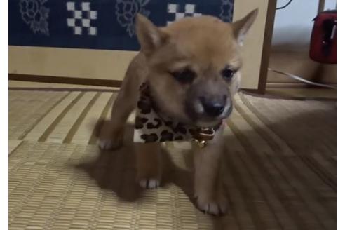 成約済の佐賀県の豆柴-113712