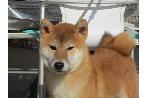 成約済の岡山県の柴犬-113711の1枚目