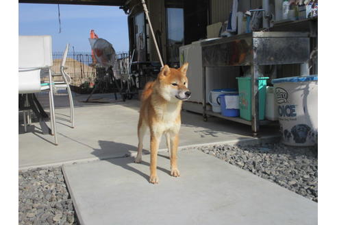 成約済の岡山県の柴犬-113711の5枚目