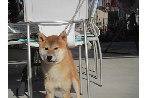 成約済の岡山県の柴犬-113711の4枚目