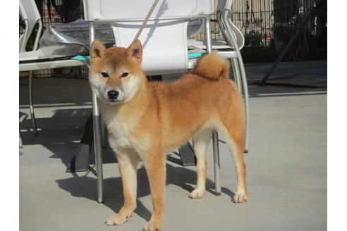 成約済の岡山県の柴犬-113711の2枚目