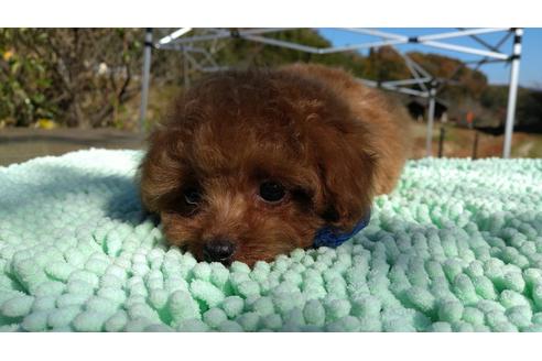 成約済の広島県のティーカッププードル-109446の2枚目