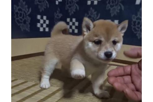 成約済の佐賀県の豆柴-113719