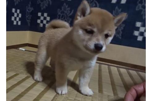 成約済の佐賀県の豆柴-113719の2枚目