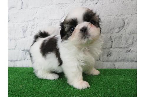 成約済の大阪府のシーズー-113728の1枚目