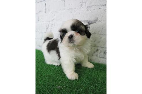 成約済の大阪府のシーズー-113728の6枚目