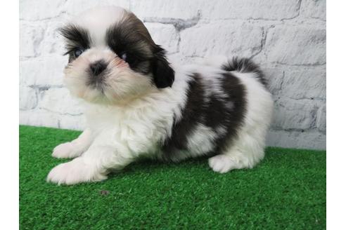 成約済の大阪府のシーズー-113728の5枚目