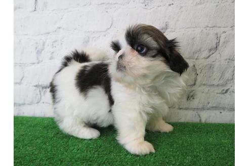 成約済の大阪府のシーズー-113728の4枚目