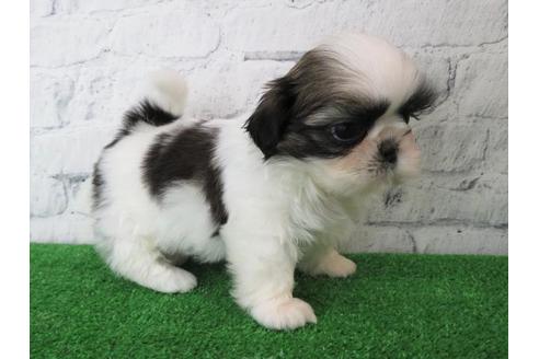 成約済の大阪府のシーズー-113728の3枚目