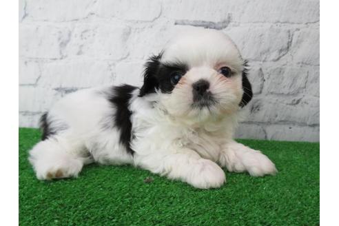 成約済の大阪府のシーズー-113729の1枚目