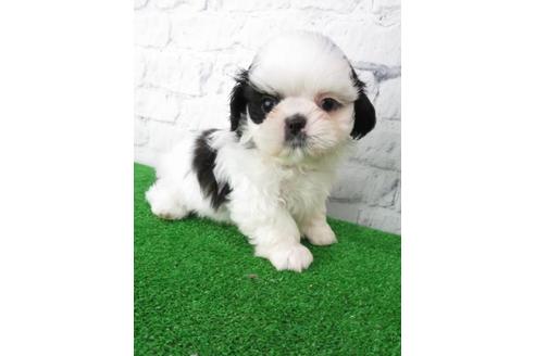 成約済の大阪府のシーズー-113729の6枚目