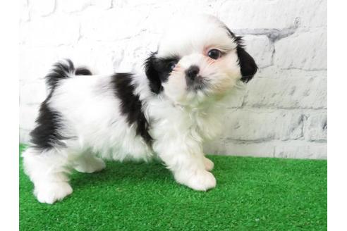 成約済の大阪府のシーズー-113729の5枚目