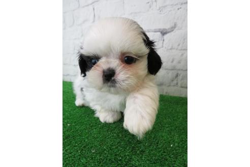 成約済の大阪府のシーズー-113729の4枚目